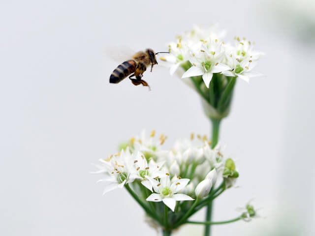 花の周りを飛ぶミツバチ